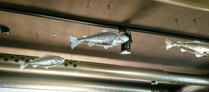 Nieriät ja lohet uivat katossa Nautiluksessa