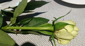 Sirkku oli ostanut meille jokaiselle ruusun, naistenpäivä muutaman päivän päästä