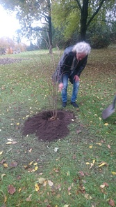 Kaupunginpuutarhuri Hannu Tolonen istuttamassa LPR Reumayhdistyksen 70 vuotta kunniaksi katsura puuvartista