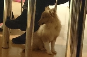 2 Shetlanninlammaskoiran pentua oli Erjan mukana, oli niin vaikea saada niitä kuvaan. Kun eivät pysyneet paikallaan 